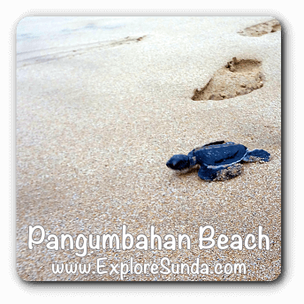 Green Turtle Conservatory at Pangumbahan beach.