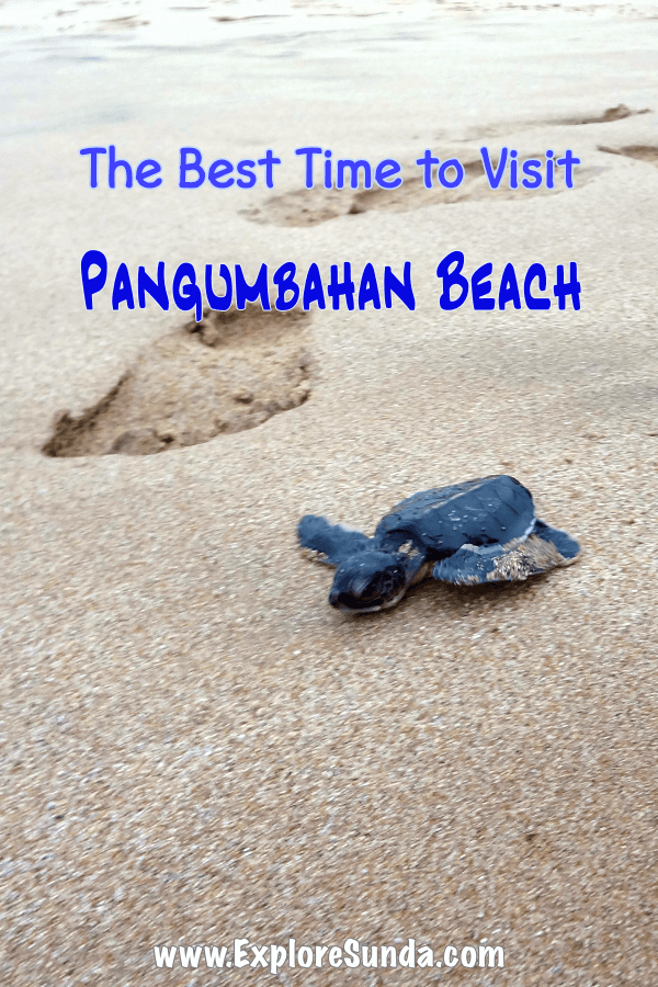  Visit Pangumbahan beach to watch the Sea Green Turtle (Chelonia mydas) lays eggs and to release the turtle hatchlings to the ocean!