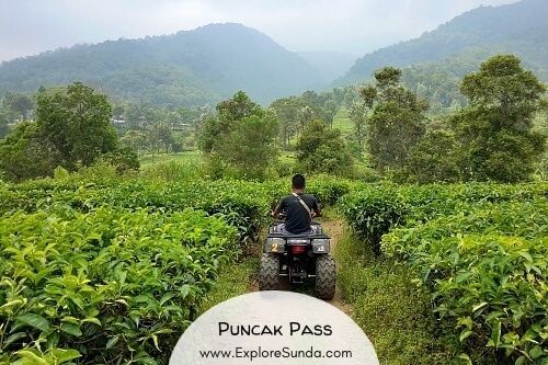 A travel guide to explore Puncak Pass, the most famous highland near Jakarta.