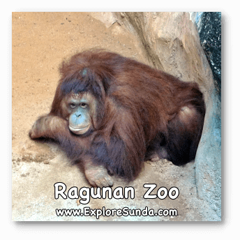 One of the Orang Utans that lives in Schmutzer Primate Center.