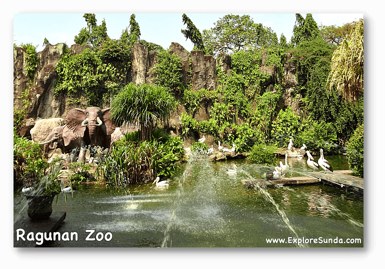 Pelican pond near the main gate of Ragunan Zoo.