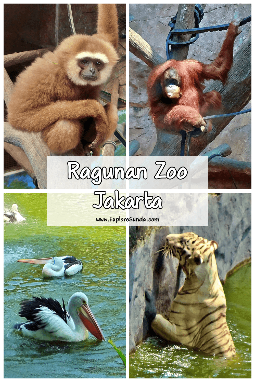 Explore Ragunan Zoo, the first zoo in Jakarta and see various wild animals from all over the world, including the Gorillas in Schmutzer Primate Center! 