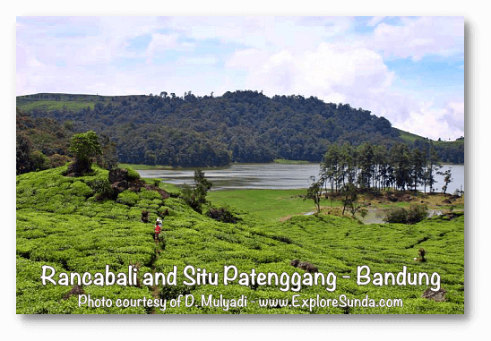 Parks and gardens in the land of Sunda: Rancabali and Situ Patenggang, Ciwidey - Bandung.