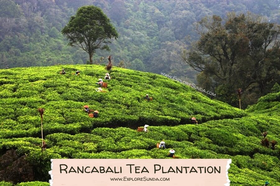 A morning routine in Rancabali Tea Plantation, workers are busy handpicked tea shoots.