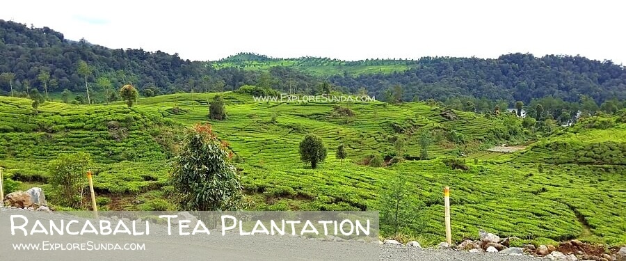The breathtaking view of Rancabali Tea Plantation near Situ Patenggang Bandung. The breathtaking view of Rancabali Tea Plantation near Situ Patenggang Bandung.