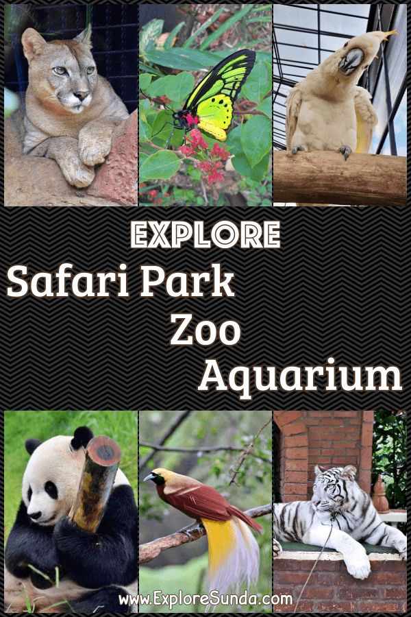 A list of interactive places to observe wild animals in Sunda: Taman Safari Indonesia, Jakarta Aquarium, Lembang Park and Zoo, Ragunan Zoo, TMII bird aviaries, and butterfly gardens | #ExploreSunda