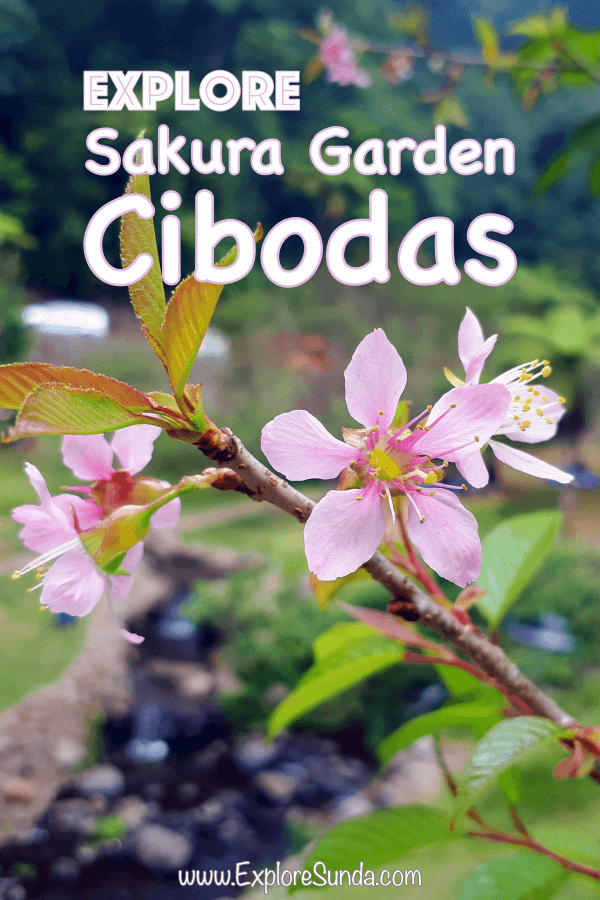 Visit Cibodas Botanical Garden and have a picnic under sakura (cherry blossom) trees. Find out when the sakura blooms and fun activities to do in this area.