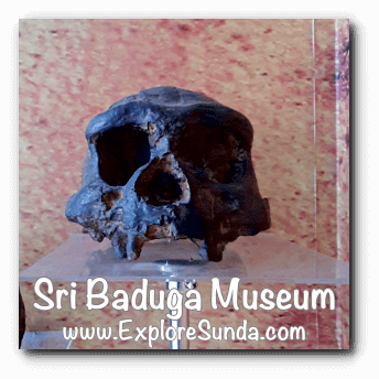 A replica of Pawon man skull, displayed in Sri Baduga Museum, Bandung.