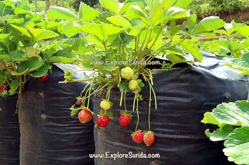 Pick your own strawberry in the many strawberry farms in Ciwidey, Bandung.