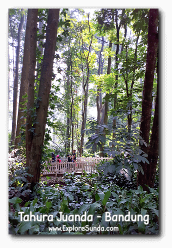 Bandung Taman Hutan Raya Ir H Djuanda