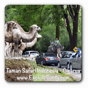 Taman Safari Indonesia in Cisarua, Puncak