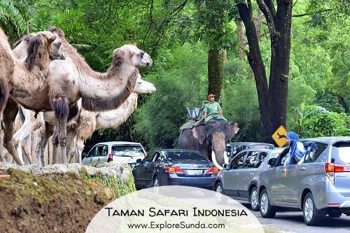 Have fun in Taman Safari Indonesia in Cisarua, Puncak: see the largest collection of wild animals in Indonesia, including the two giant Pandas!