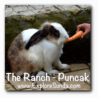 Feed rabbits at The Ranch in Cisarua, Puncak