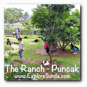 Feed rabbits at The Ranch in Cisarua, Puncak