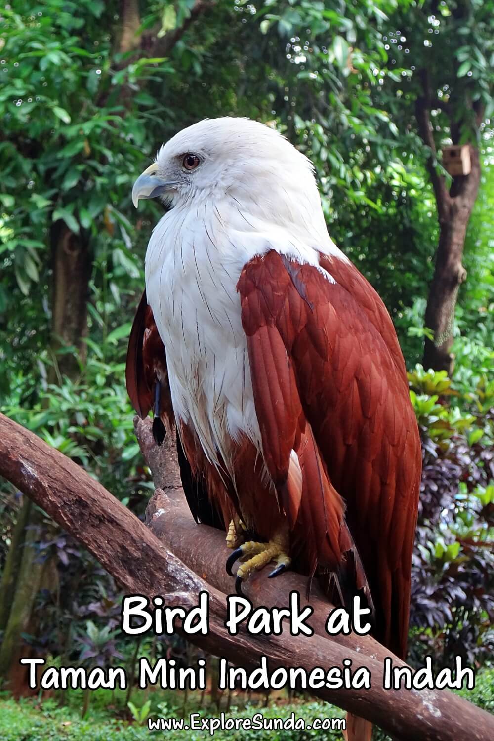 Go inside the giant domes of the Bird Park at Taman Mini Indonesia Indah and see the exotic birds from all over Indonesia | #ExploreSunda #TMII #TamanMini