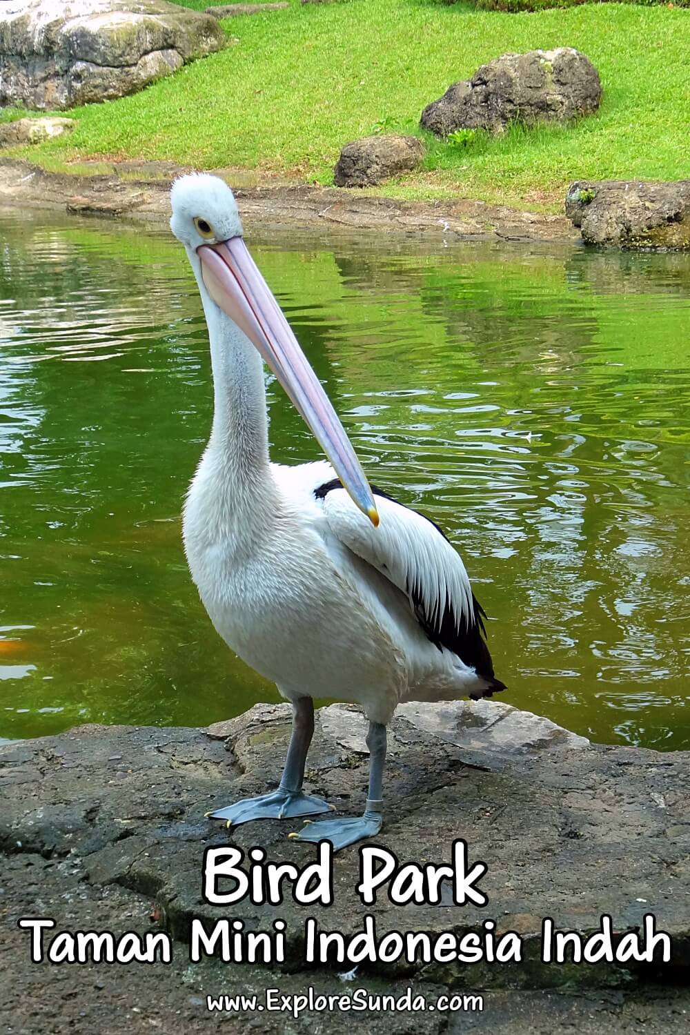 Go inside the giant domes of the Bird Park at Taman Mini Indonesia Indah and see the exotic birds from all over Indonesia | #ExploreSunda #TMII #TamanMini