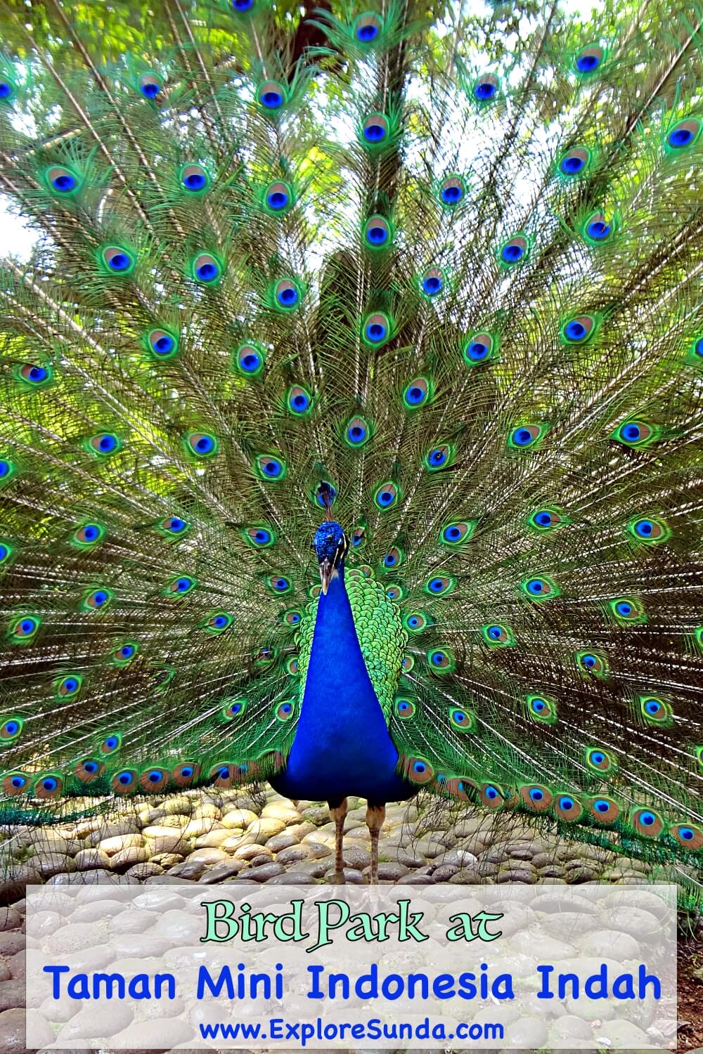 Go inside the giant domes of the Bird Park at Taman Mini Indonesia Indah and see the exotic birds from all over Indonesia | #ExploreSunda #TMII #TamanMini