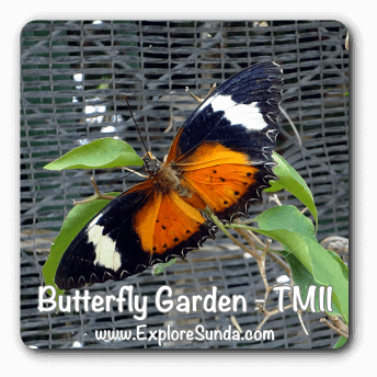 TMII Butterfly Garden, Jakarta