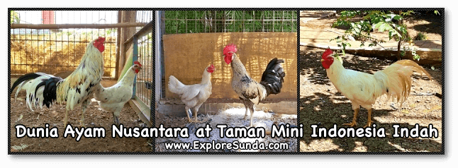 Chickens roam freely at Dunia Ayam Nusantara in Taman Mini Indonesia Indah, Jakarta.