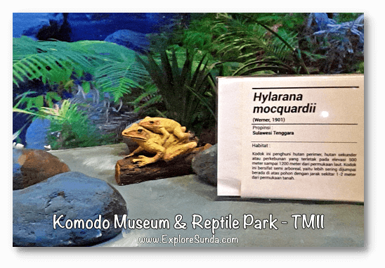 The diorama in Komodo Museum and Reptile Park at Taman Mini Indonesia Indah. The diorama in Komodo Museum and Reptile Park at Taman Mini Indonesia Indah.