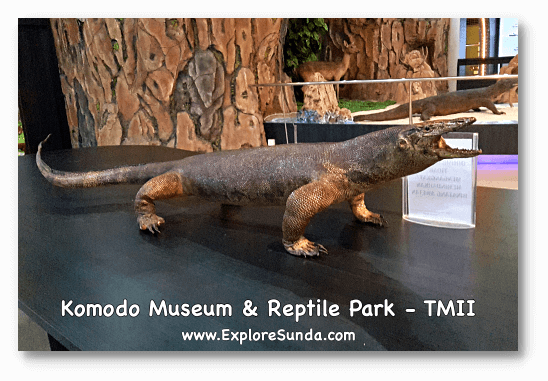 Observe the reptiles and amphibians in the Komodo Museum and Reptile Park at Taman Mini Indonesia Indah, Jakarta. Then take pictures and touch some of them! 
