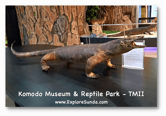 The preserved komodo in Komodo Museum and Reptile Park at Taman Mini Indonesia Indah. The preserved komodo in Komodo Museum and Reptile Park at Taman Mini Indonesia Indah.