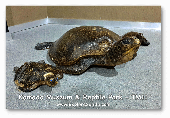The preserved turtles in Komodo Museum and Reptile Park at Taman Mini Indonesia Indah. The preserved turtles in Komodo Museum and Reptile Park at Taman Mini Indonesia Indah.