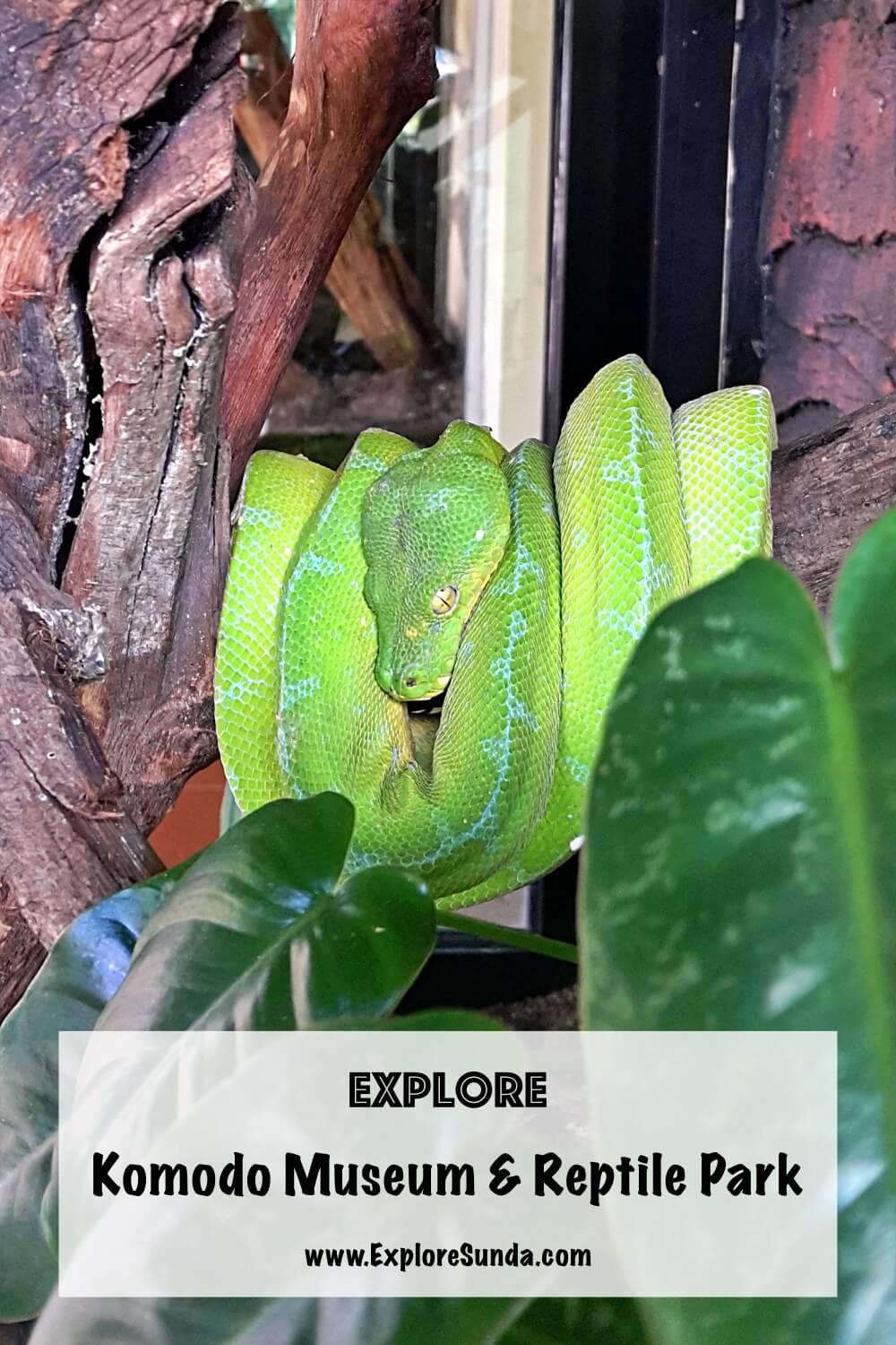 Explore Komodo Museum and Reptile Park at Taman Mini Indonesia Indah, Jakarta | See the Komodo | Observe the endemic reptiles and amphibians from Indonesia | #ExploreSunda